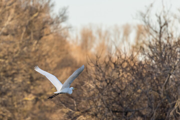 Flight of a white heron in front of trees lit by a late day light