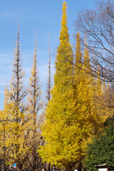 神宮外苑周辺の風景　霞町、新宿区、北青山、港区、東京、日本