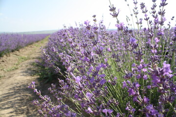 lavender field in region