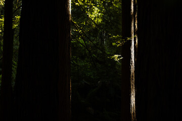 Tall Californian Redwood trees with dark, straight trunks illuminated by afternoon light in the Great Otway National Park, Victoria, Australia.