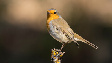 Pride and Prejudice (European Robin)