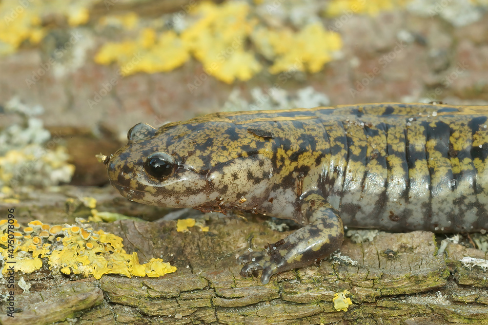 Canvas Prints closeup on a male of the colorful and rare hondo streamside salamander, hynobius kimurae