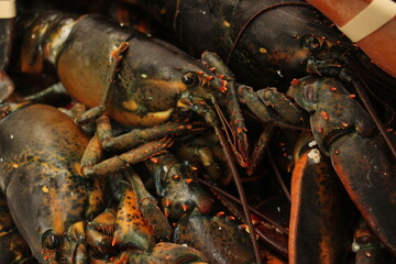 Lobster face close-up, in seafood market