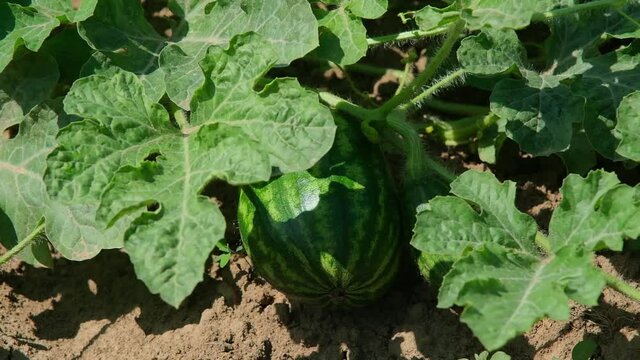 harvest of ripe watermelons in the field