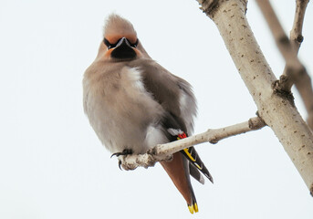 bird on branch