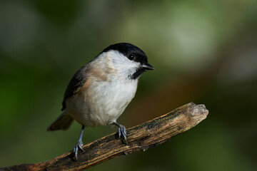 Marsh tit (Poecile palustris)