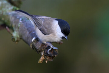 Marsh tit (Poecile palustris)
