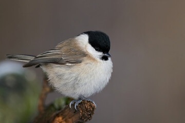 Marsh tit (Poecile palustris)