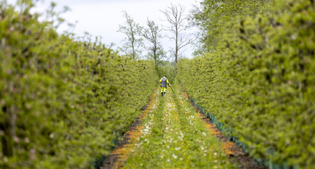 Searching for metal between rows of apple trees