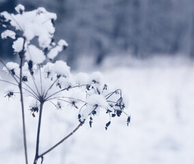 Dry plants in the snow. Winter landscape. 