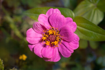 Obraz premium Beautiful zinnia flower in the garden with selective focus and blurred background. Place for text. Top view.