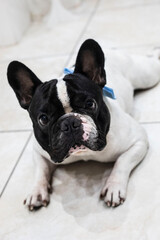 Cagnolino preparato per la festa