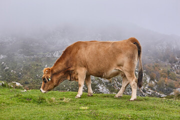 Cow grazing in the countryside. Livestock farming pasture. Asturias, Spain