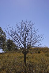 Fototapeta premium tree in the autumn