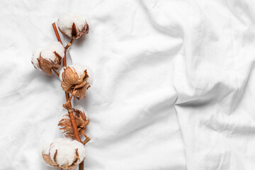 Cotton flowers on white fabric background