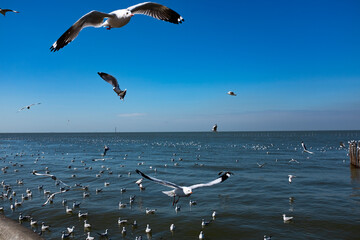 seagulls flying over the sea