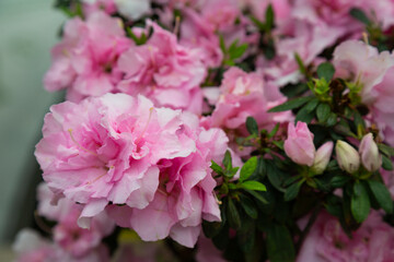 Blooming Azalea plant, pink flowers on a bush, natural floral background, spring, April