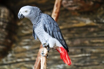 parrot in park