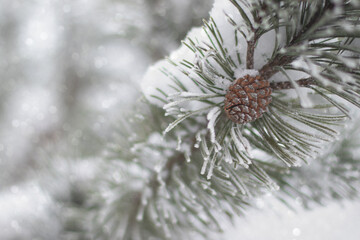 Naklejka na ściany i meble Background with pine branch and pine cone, defocus lights and snow. Happy new year card
