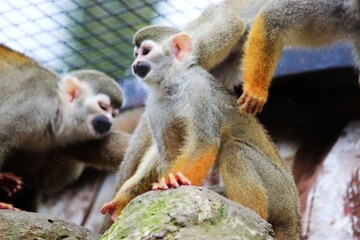 two yellow tailed macaque