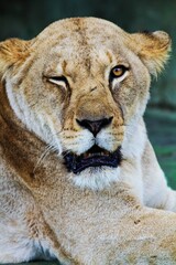 Plakat portrait of a lioness