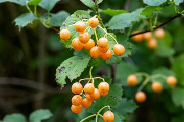 Fruits de wampi sur l'arbre qui produit des agrumes