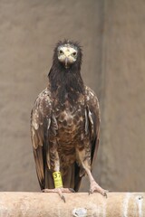 red tailed hawk buteo