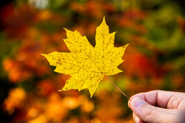 Hand holding a yellow maple leaf during beautiful autumn day