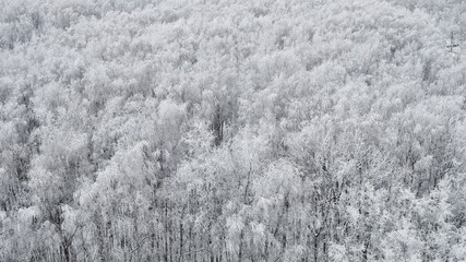Winter forest in the snow background