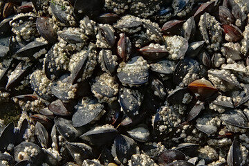 Close-up of mussels growing on a rock along the river, selective focus - mollusca bivalvia 