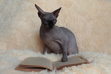 Black cat Canadian sphinx with a book on the couch.