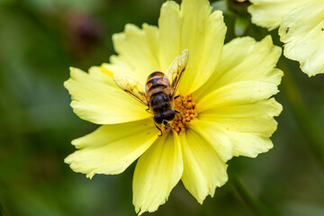 Eristale gluante ou tenace sur fleur jaune