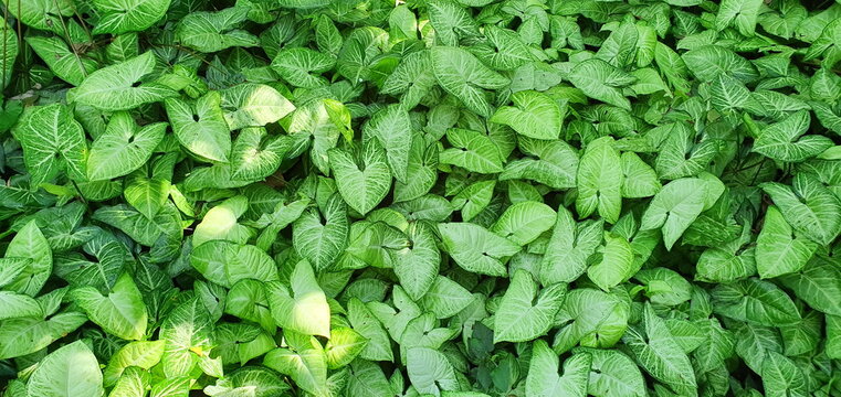 Syngonium or Tricolor Nephthytis is heart-shaped leaves are green and white. Scientific name: Syngonium podophyllum is succulent stem ivy with roots on each trunk joint is considered auspicious plant.