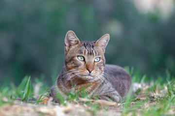 Naklejka na ściany i meble European shorthair cat in the park 