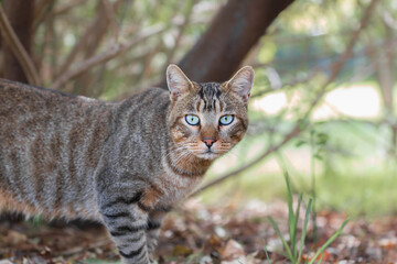 European shorthair cat in the park
