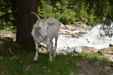 Portrait of a goat 