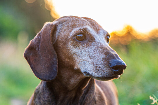 Dackel im alter von 12 Jahren mit Sonnenuntergang