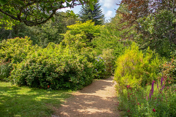 Chemin de terre bordé d'arbres	