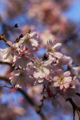 平野神社の十月桜