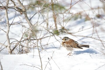 kwiczoł, Turdus pilaris