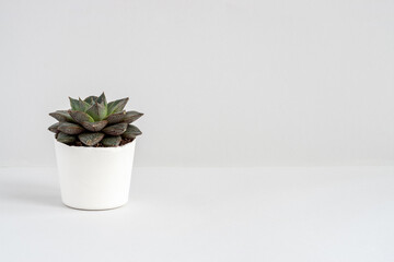 Small single natural succulent in a white pot