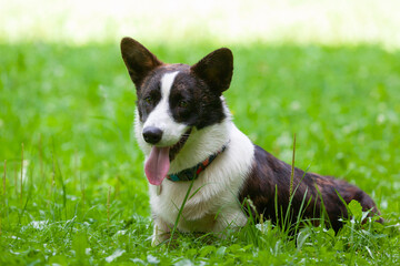 Dog Corgi breed plays on the grass.