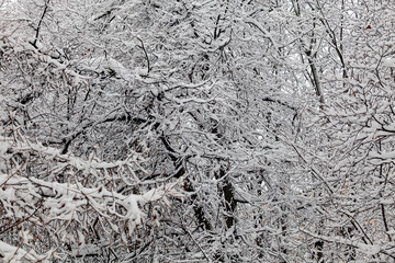 Tree branches in the snow. As a background..
