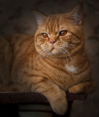 The British Shorthair is the pedigreed version of the traditional British domestic cat, with a distinctively stocky body, dense coat, and broad face