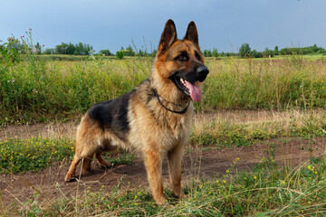 A German Shepherd is lying in a clearing in the forest.
