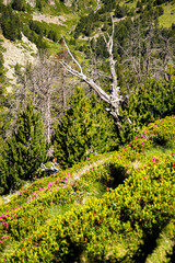 Flora and fauna on the path of the riu valley, Andorra, Catalunya, The Pyrenees, Europe