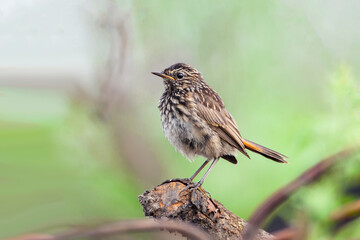 A young bird. The bluethroat (Luscinia svecica) is a small passerine bird that was formerly classed as a member of the thrush family Turdidae