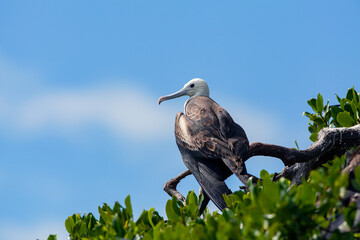 Frigatebirds are a family of seabirds called Fregatidae which are found across all tropical and subtropical oceans.
