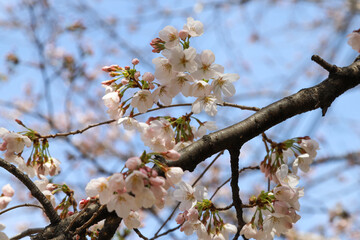 開花が始まった染井吉野