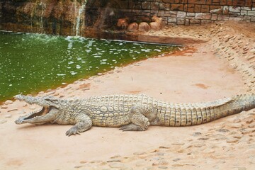 alligator in the swamp